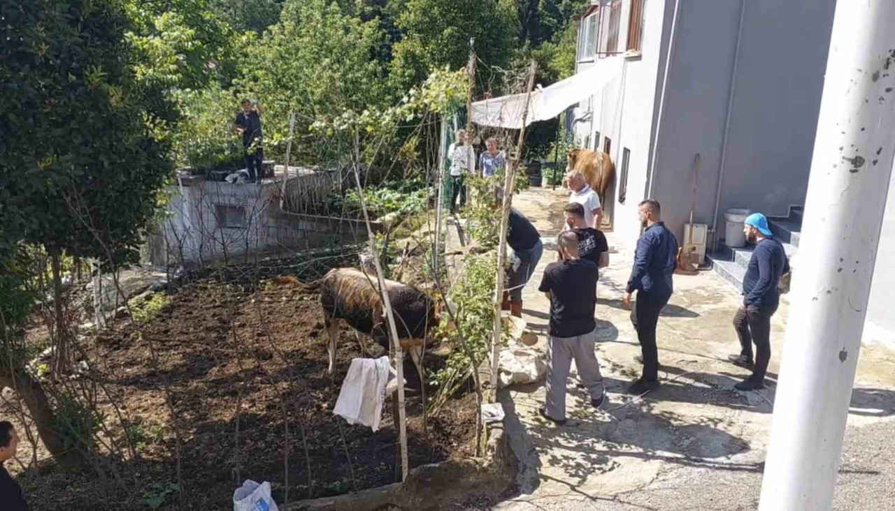 RİZE'DE AHIRDAN ÇIKARTILDIĞI SIRADA SAHİPLERİNİN ELİNDEN KURTULARAK KAÇAN KURBANLIK, BELEDİYE...