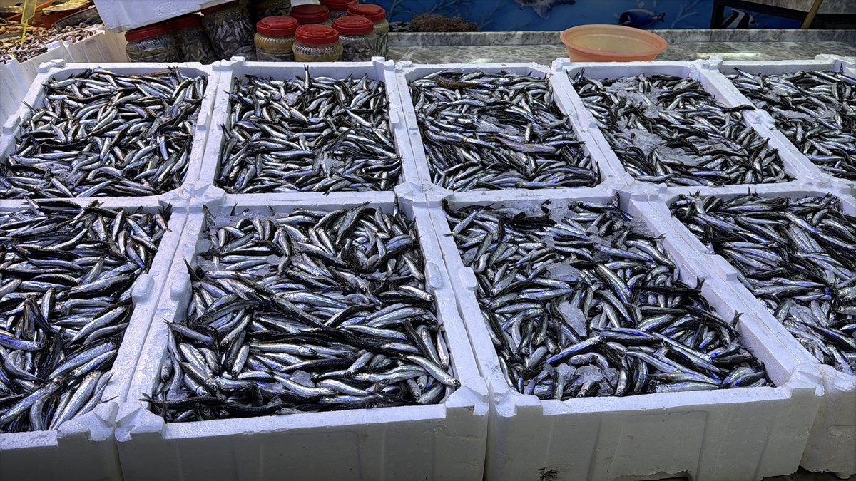 Rize'de balıkçı tezgahlarında hamsinin kilogramı 100 liradan satışa sunuluyor.