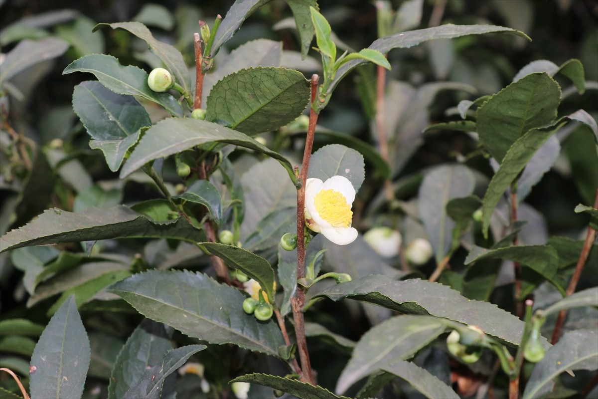 Rize'de Çay Araştırma ve Uygulama Merkezince (ÇAYMER) yürütülen çalışmalarla çay bitkisinin açan...