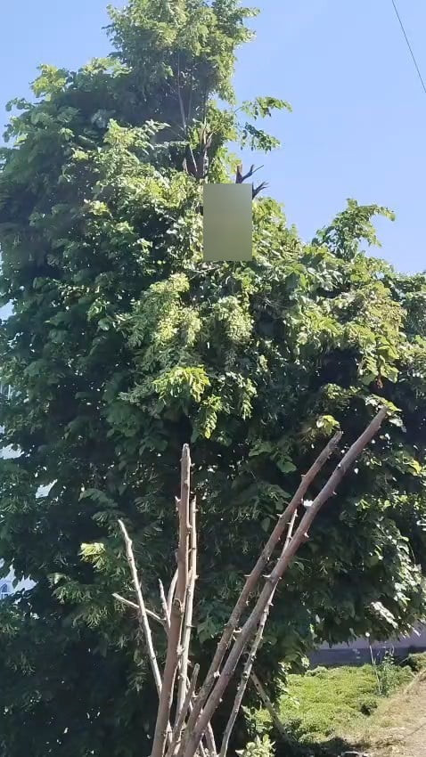 RİZE’DE IHLAMUR TOPLARKEN KESTİĞİ DALIN ELEKTRİK DİREĞİNE TEMAS ETMESİ SONCUSU AKIMA KAPILAN...