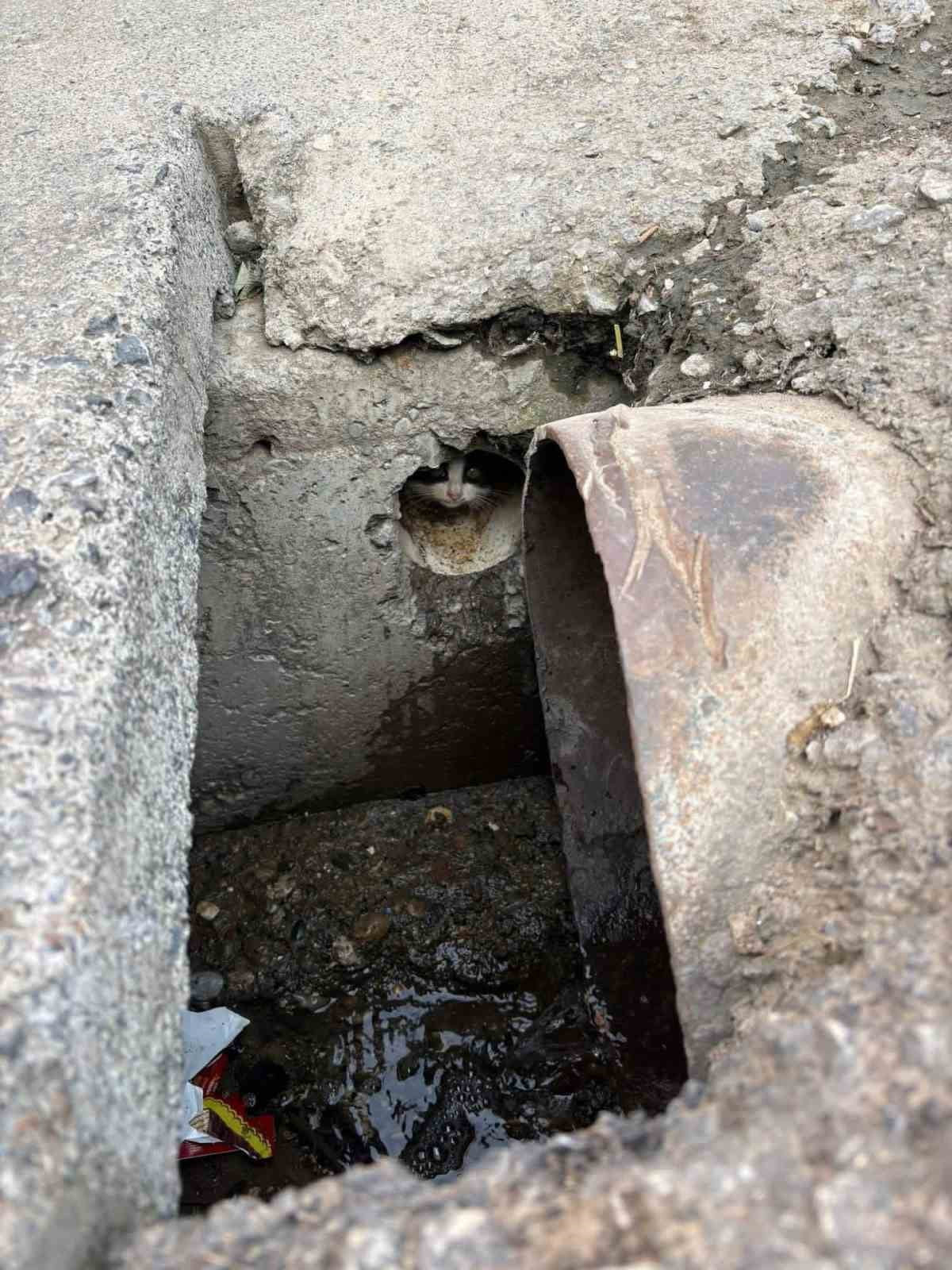 RÖGAR BORUSUNA DÜŞEN YAVRU KEDİLER KURTARILDI.