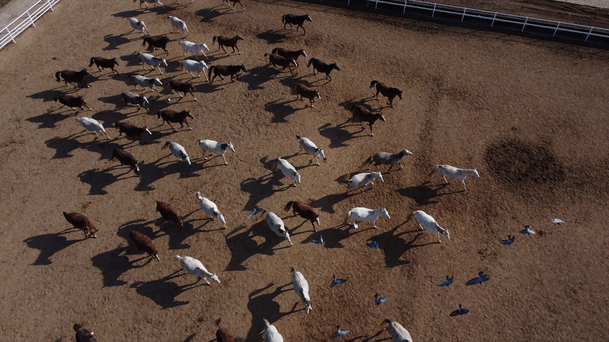 Safkan Arap atı yetiştiriciliğinin ve ıslahının yapıldığı önemli merkezlerden biri olan Tarım...