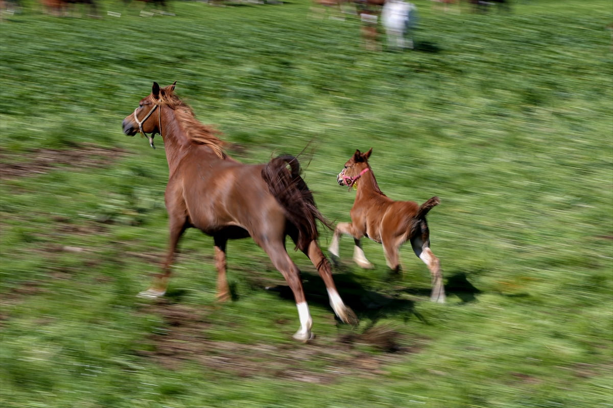 Safkan Arap atı yetiştiriciliğinin ve ıslahının yapıldığı önemli merkezlerden Tarım ve Orman...