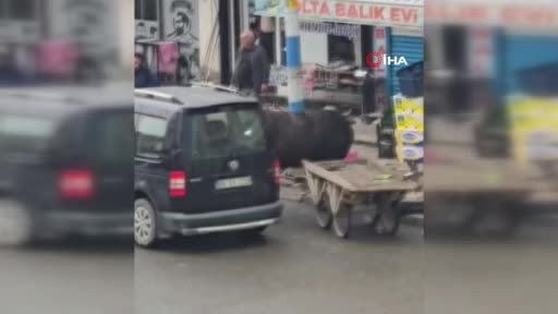 Sahibinin elinden kaçan manda yaşlı adamı yere savurdu... Korku dolu anlar kamerada