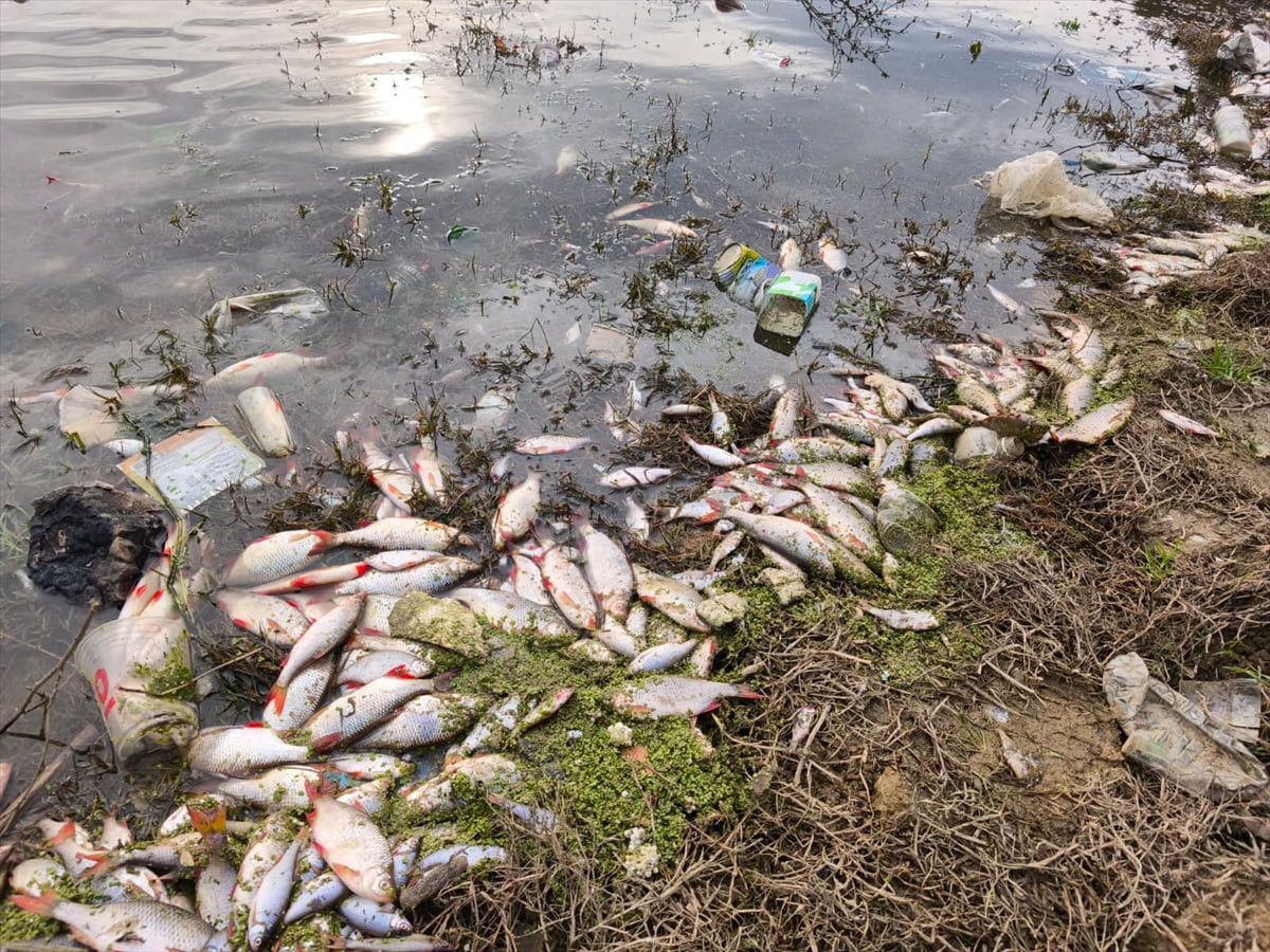 Şahintepe'de bulunan Varan Göleti'nde, su sirkülasyonunun durması ve çevresel atıkların...
