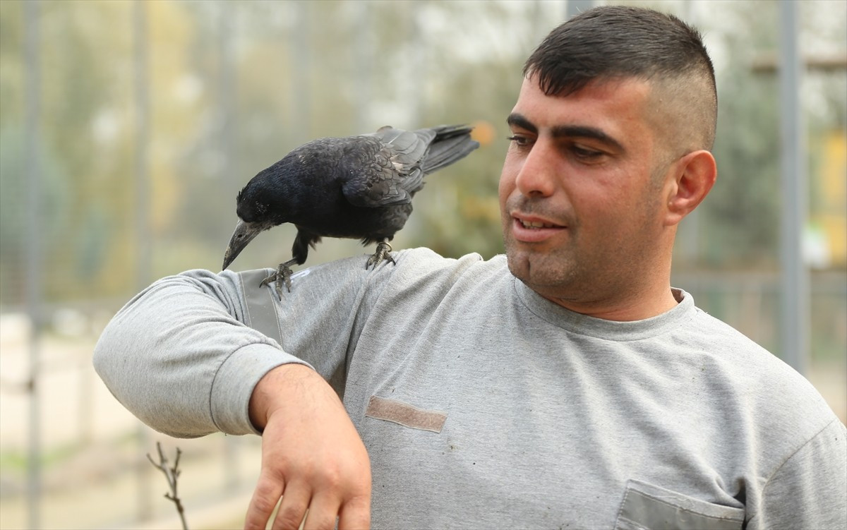 Sakarya'da yaralı halde bulunduktan sonra tedavi sürecinde Gölya Tabiat Parkı'nda misafir edilen...