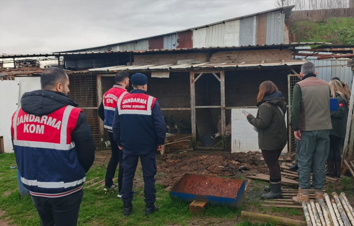 Sakarya'nın Adapazarı ilçesinde düzenlenen hayvan kaçakçılığı operasyonunda çok sayıda hayvan ele...