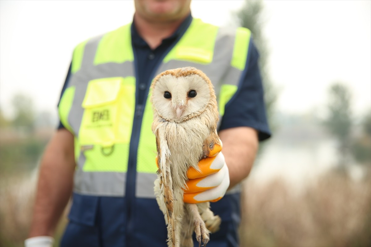 Sakarya'nın Arifiye ilçesinde nehir kenarındaki ağaçta asılı olta misinasına takılan peçeli...