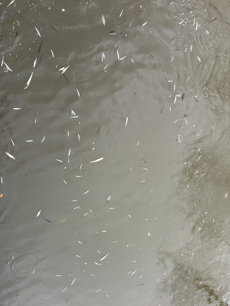 Sakarya'nın Hendek ilçesinden geçen Uludere Çayı'nda toplu balık ölümlerine ilişkin inceleme...