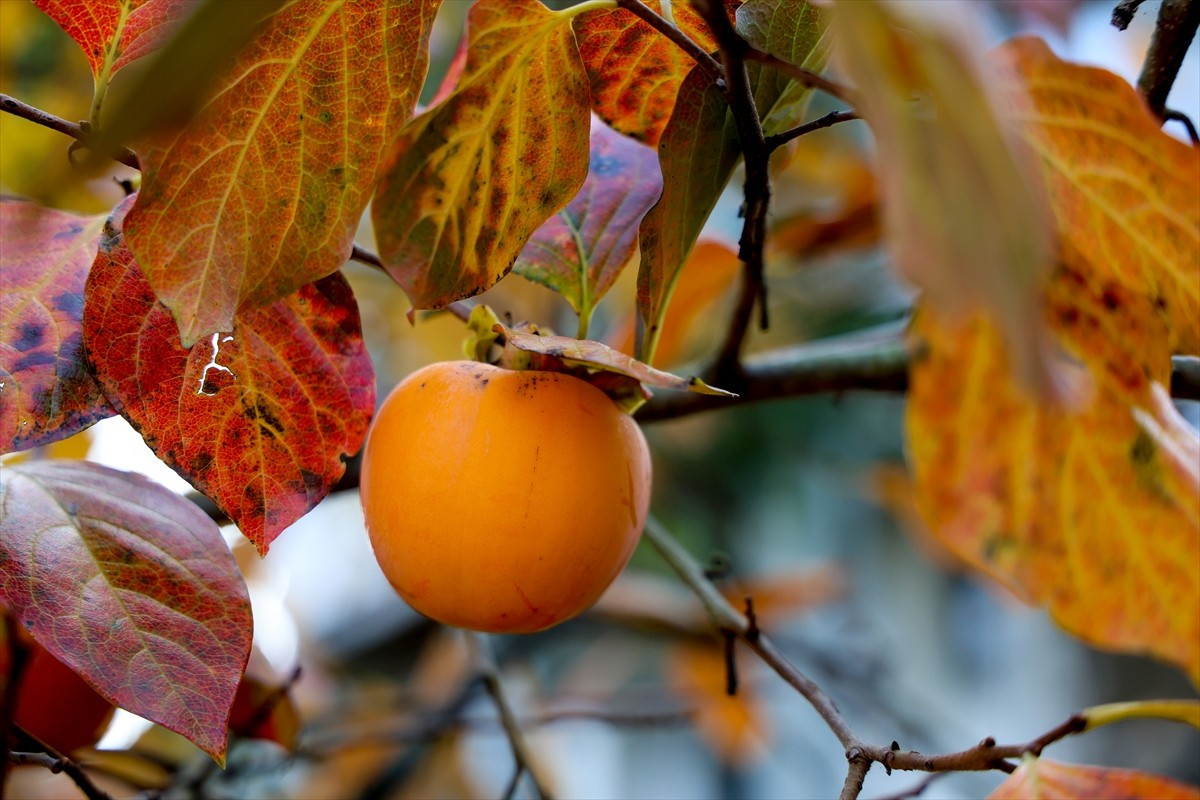 Sakarya'nın Kocaali ilçesinde kadınlar, özenle kuruttukları coğrafi işaret tesciline sahip cennet...