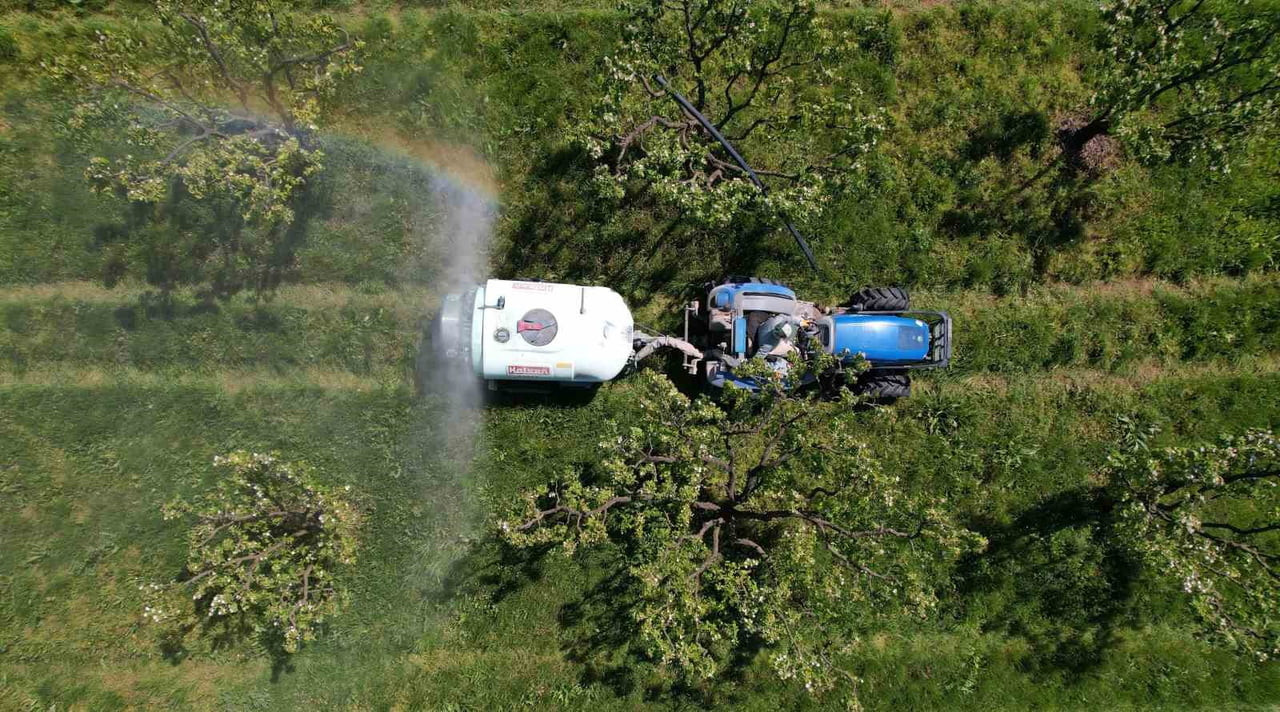 SAKARYA’DA YETİŞTİRİLEREK TÜRKİYE’NİN YANI SIRA DÜNYANIN BİRÇOK ÜLKESİNE GÖNDERİLEN VE ADINA...