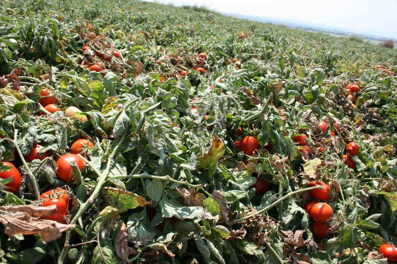 SALÇALIK DOMATES ÜRETİMİNDE ÖNDE GELEN MERKEZLERDEN OLAN BURSA'NIN KARACABEY İLÇESİNDE SAVAŞIN...