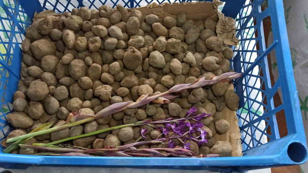 Salep Orkidesi ile Girişimcilik Serüveni: Gülsüm Köseoğlu'nun Başarısı