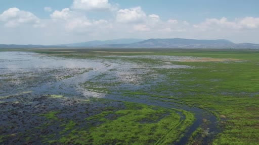 Salihli'nin 'Leylek Köyü'nde çifte bayram: Hem göl doldu, hem yuvalar