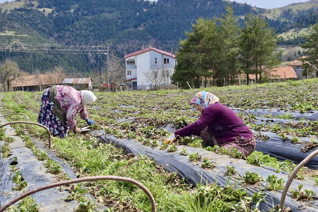 SAMSUN BÜYÜKŞEHİR BELEDİYESİ, SON ÜÇ YILDA TARIMSAL ÜRETİMİN ARTIRILMASI AMACIYLA 14 BİN 358...