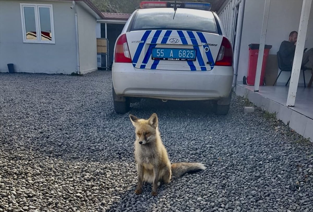 Samsun Emniyet Müdürlüğü Eğitim Şubesi Atış Bürosunda görevli polis memurları, atış poligonuna...