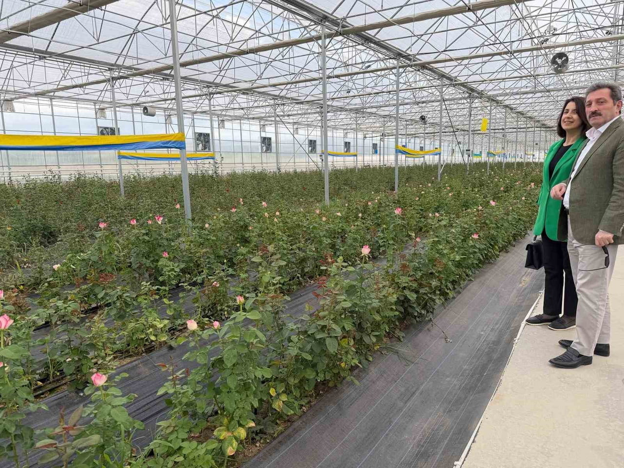 SAMSUN VALİSİ ORHAN TAVLI, BAFRA SERA ORGANİZE TARIM BÖLGESİ'NDE FAALİYET GÖSTEREN VE YAPIMI SÜREN...
