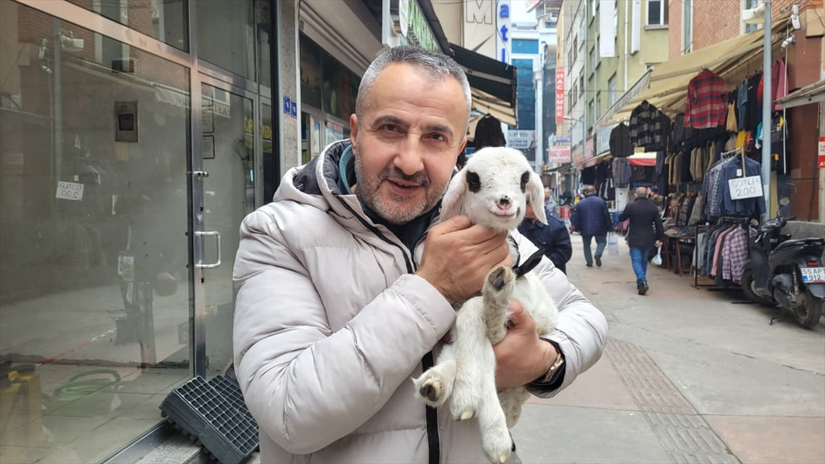 Samsun'da annesi ölen yaklaşık 20 günlük kuzuyu sahiplenen esnaf İlkay İsmailoğlu, "Kıvırcık"...