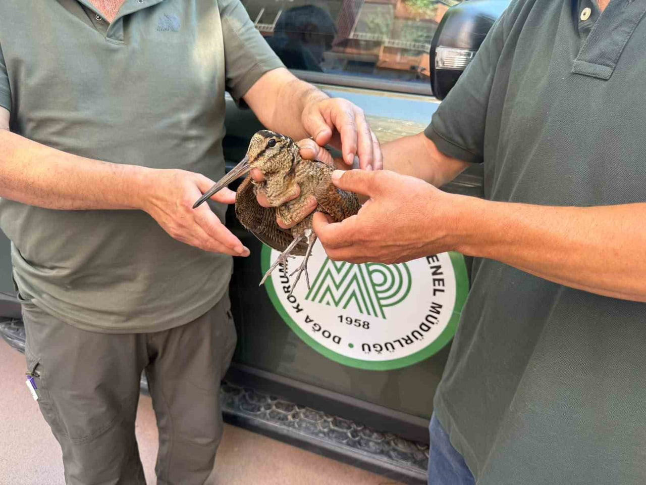 SAMSUN'DA AVCILAR, SİTE BAHÇESİNDE YARALI HALDE BULDUKLARI ORMAN ÇULLUĞUNU TEDAVİ EDİLMESİ İÇİN...