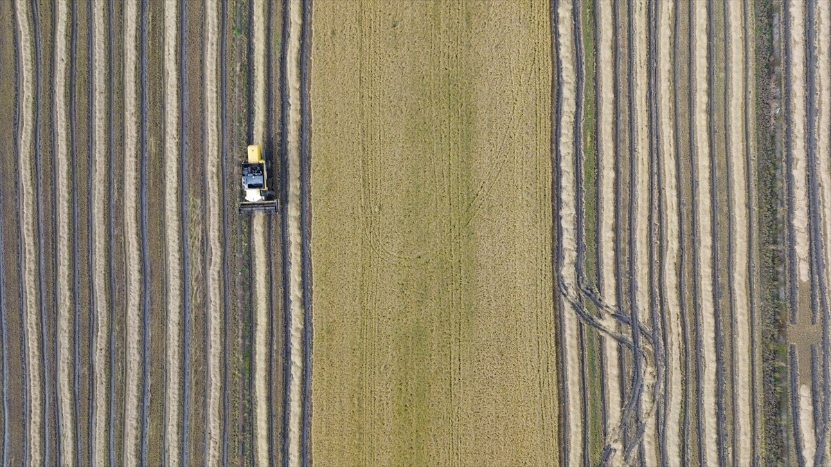 Samsun'da gerçekleştirilen çeltik hasadında sona yaklaşıldı.