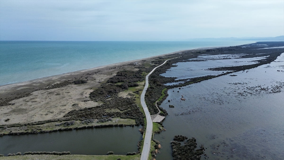 Samsun'da UNESCO Dünya Mirası Geçici Listesi'nde bulunan Kızılırmak Deltası Kuş Cenneti'nde son...