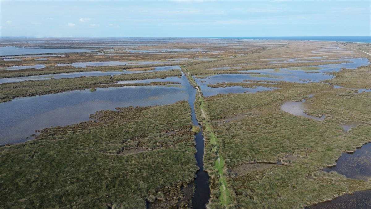 Samsun'da UNESCO Dünya Mirası Geçici Listesi'ndeki Kızılırmak Deltası Kuş Cenneti'nde yaz...