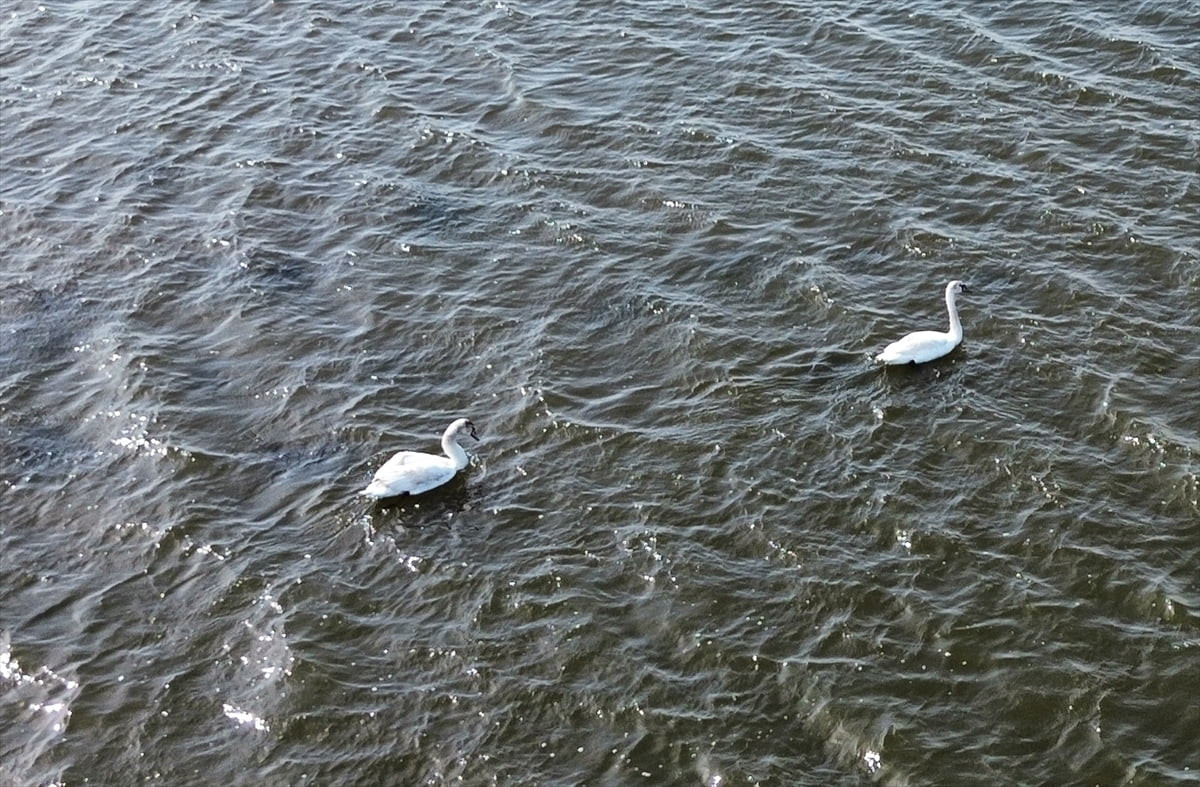Samsun'daki UNESCO Dünya Mirası Geçici Listesi'nde yer alan ve Türkiye'nin en önemli sulak...