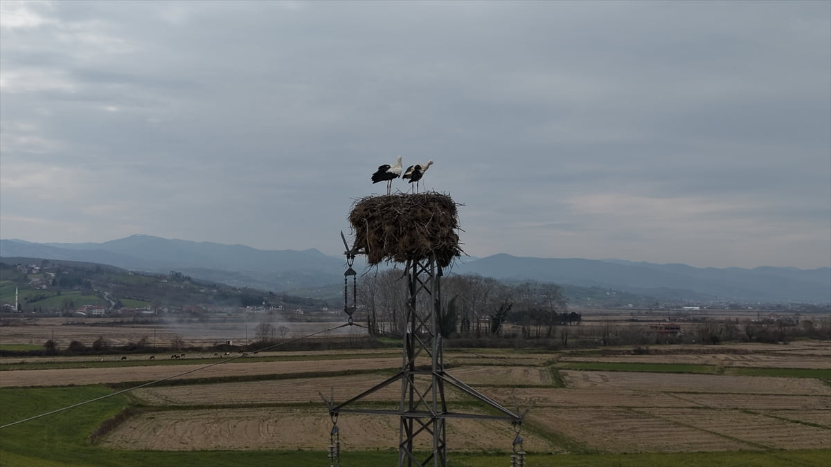 Samsun'un Alaçam ilçesinde baharın müjdecisi olarak bilinen leylekler, yüksek gerilim hattı...