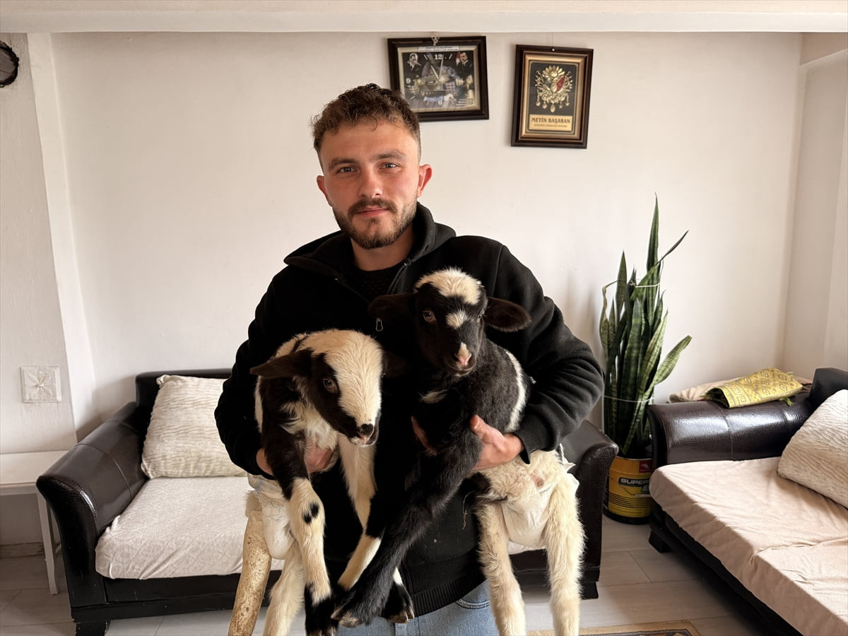 Samsun'un Alaçam ilçesinde çiftçi Ersan Başaran, biri ayağı kırık iki kuzuya evinde bebek gibi...