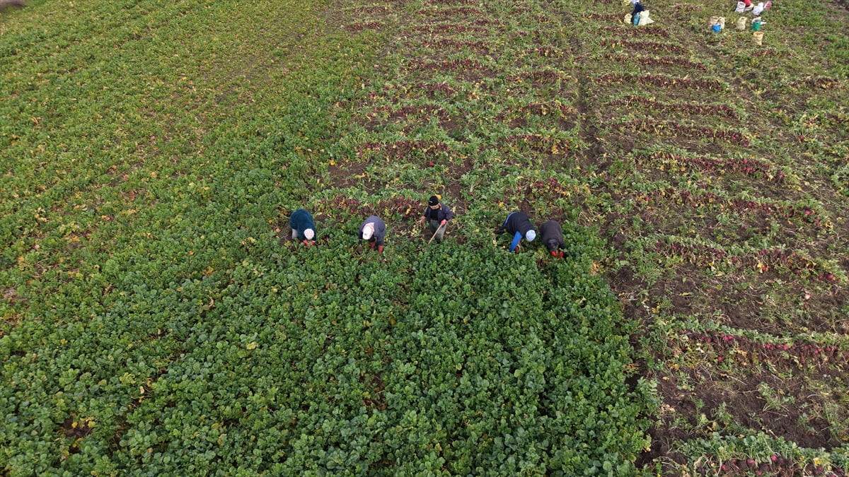 Samsun'un Alaçam ilçesinde "Bedeş turpu" adıyla bilinen kırmızı turpun hasadı devam ediyor....