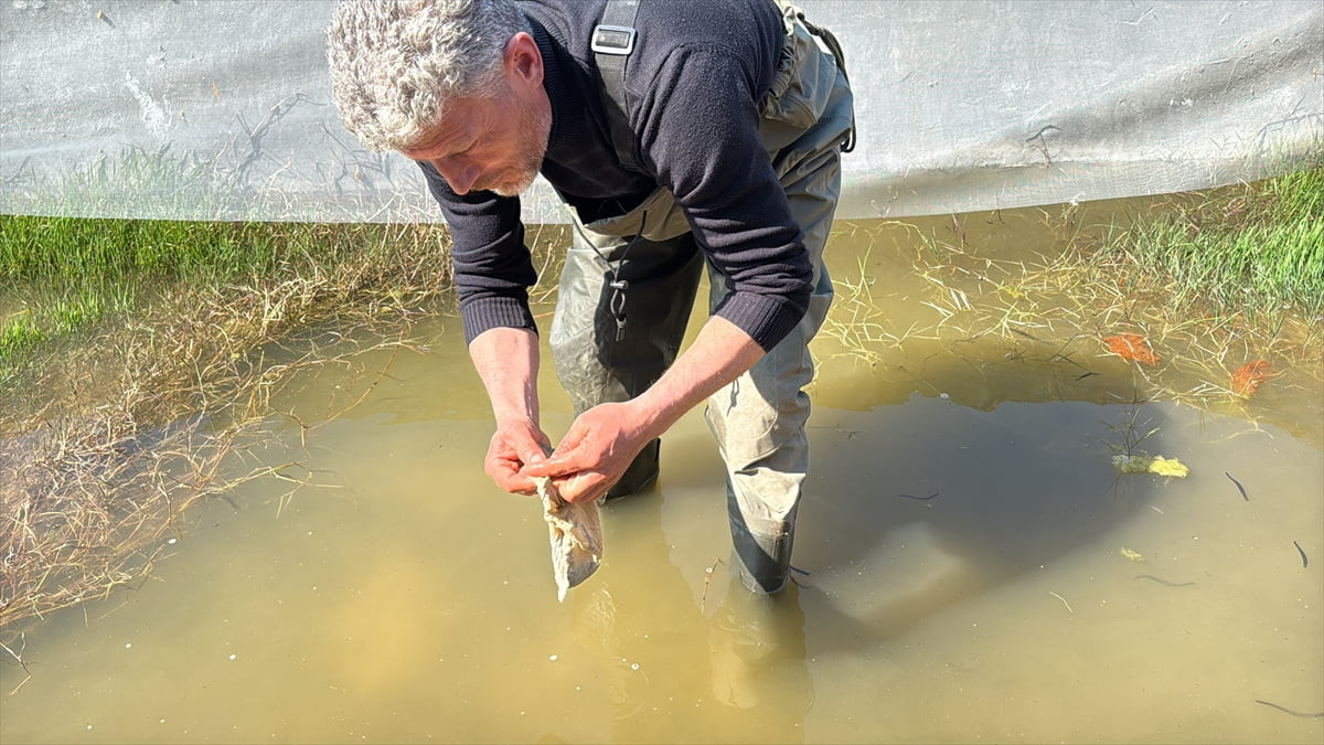 Samsun'un Alaçam ilçesine bağlı Doyran Mahallesi'nde tıbbi sülük avcılığı yapılıyor. Belgesi olan...
