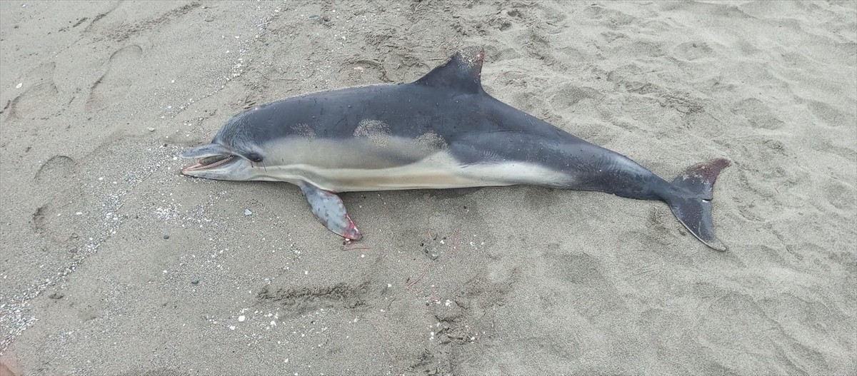 Samsun'un Atakum ilçesinde sahile ölü yunus vurdu.