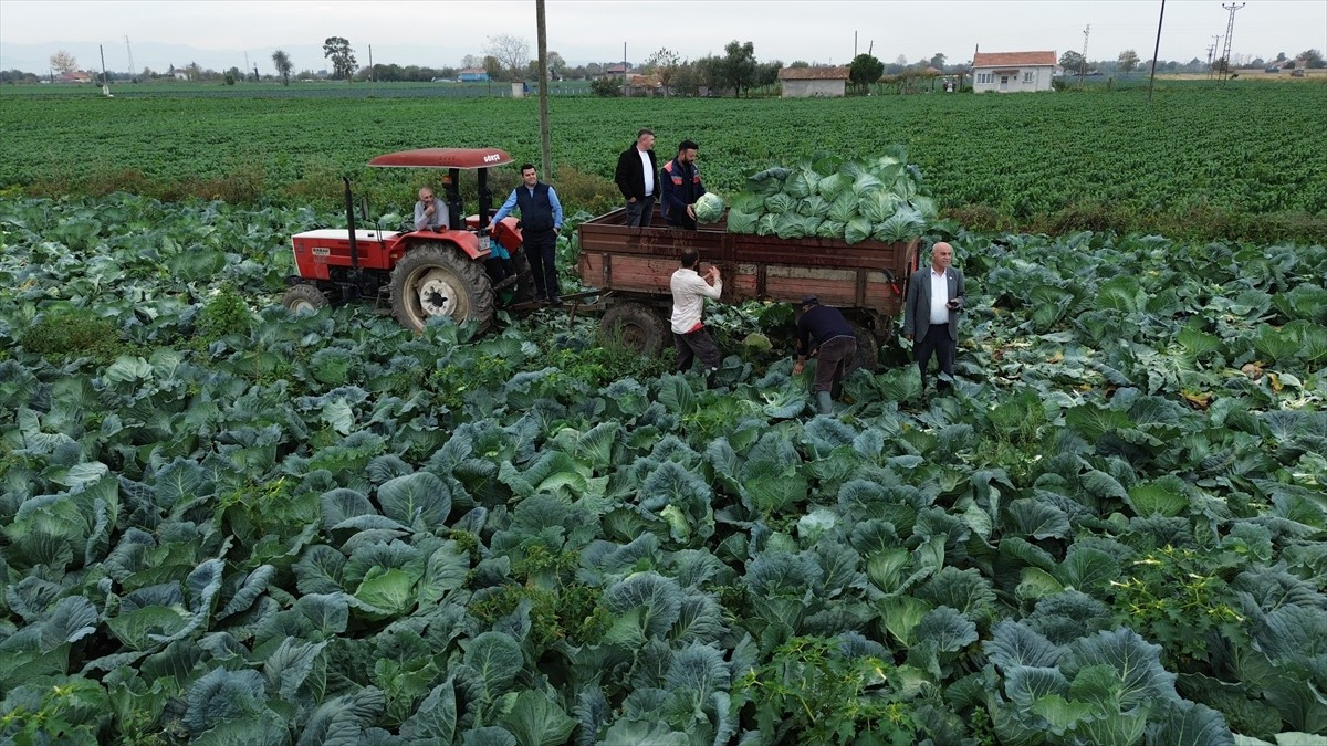 Samsun'un Bafra ilçesinde 25 bin dekar alana ekilen beyaz lahananın hasadına başlandı.