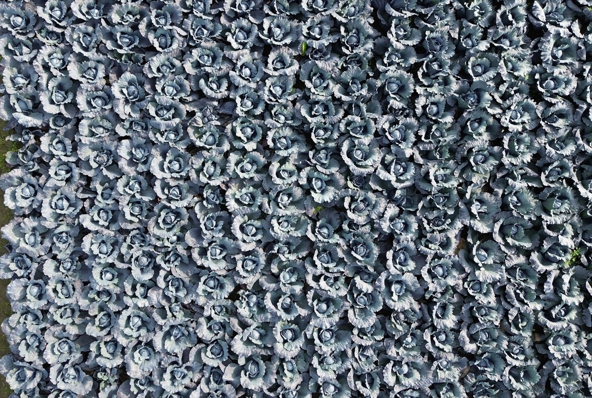 Samsun'un Bafra ilçesinde ekimi yapılan kırmızı lahananın hasadına başlandı.