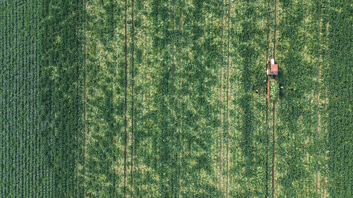 Samsun'un Bafra ilçesinde, erkenci ekimleri yapılan karnabaharın hasadına başlandı.
