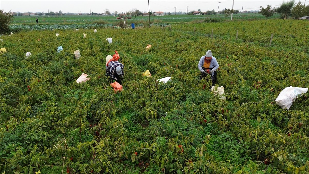 Samsun'un Bafra ilçesinde kapya biber hasadı sürüyor.