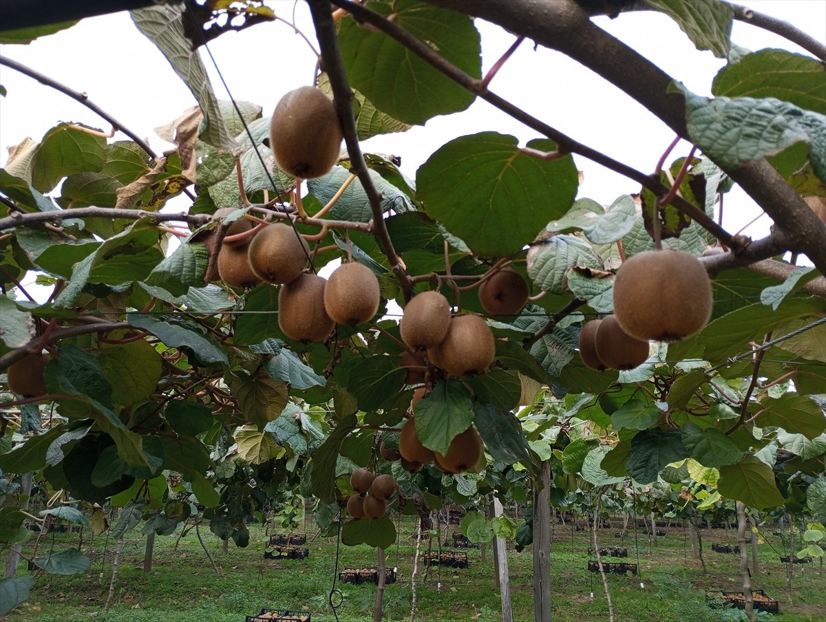 Samsun'un Çarşamba ilçesi Kurtahmetli Mahallesi'ndeki kivi bahçesinde kivi hasat şenliği...