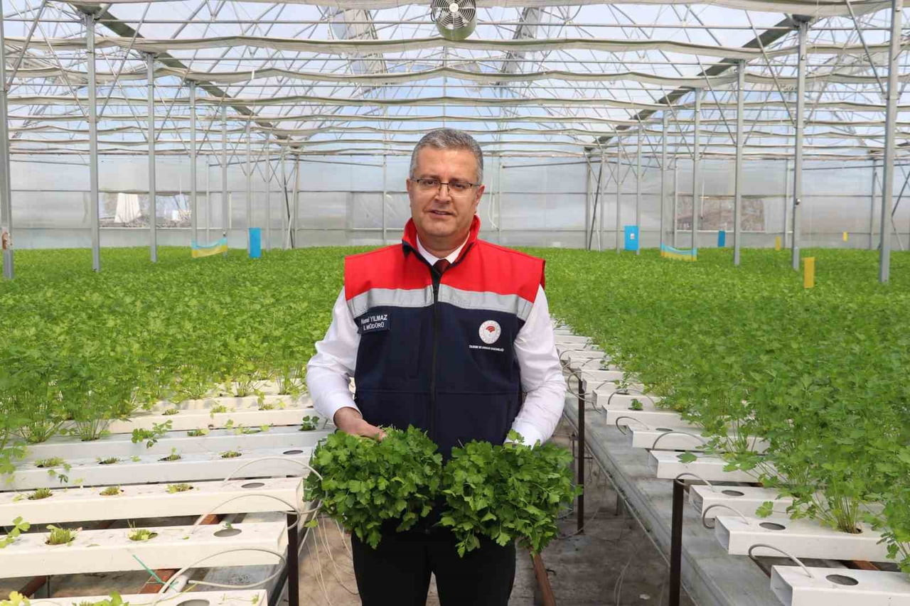 SAMSUN'UN ÇARŞAMBA İLÇESİNDE, HİDROPONİK (SU KÜLTÜRÜ) SİSTEMLE YETİŞTİRİLEN MAYDANOZLARIN İLK...