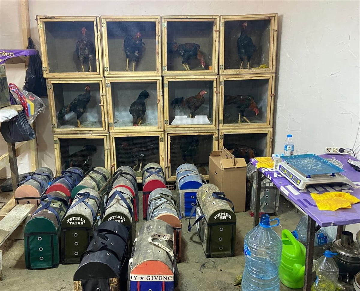 Samsun'un Çarşamba ilçesinde horoz dövüştürdüğü belirlenen 91 kişiye, toplam 1 milyon 55 bin 964...
