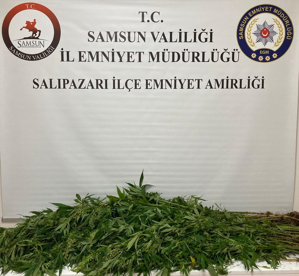 Samsun'un Salıpazarı ilçesinde düzenlenen operasyonda 75 kök hint keneviri ele geçirildi.