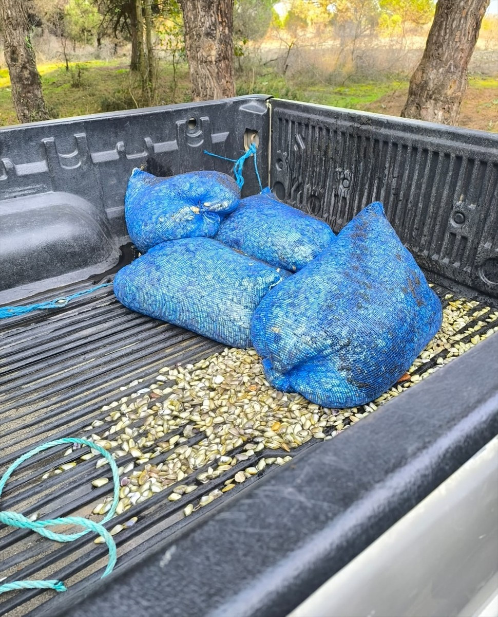 Samsun'un Terme ilçesinde kaçak avlandığı belirlenen ve denizde çuvallara saklanmış halde 200...
