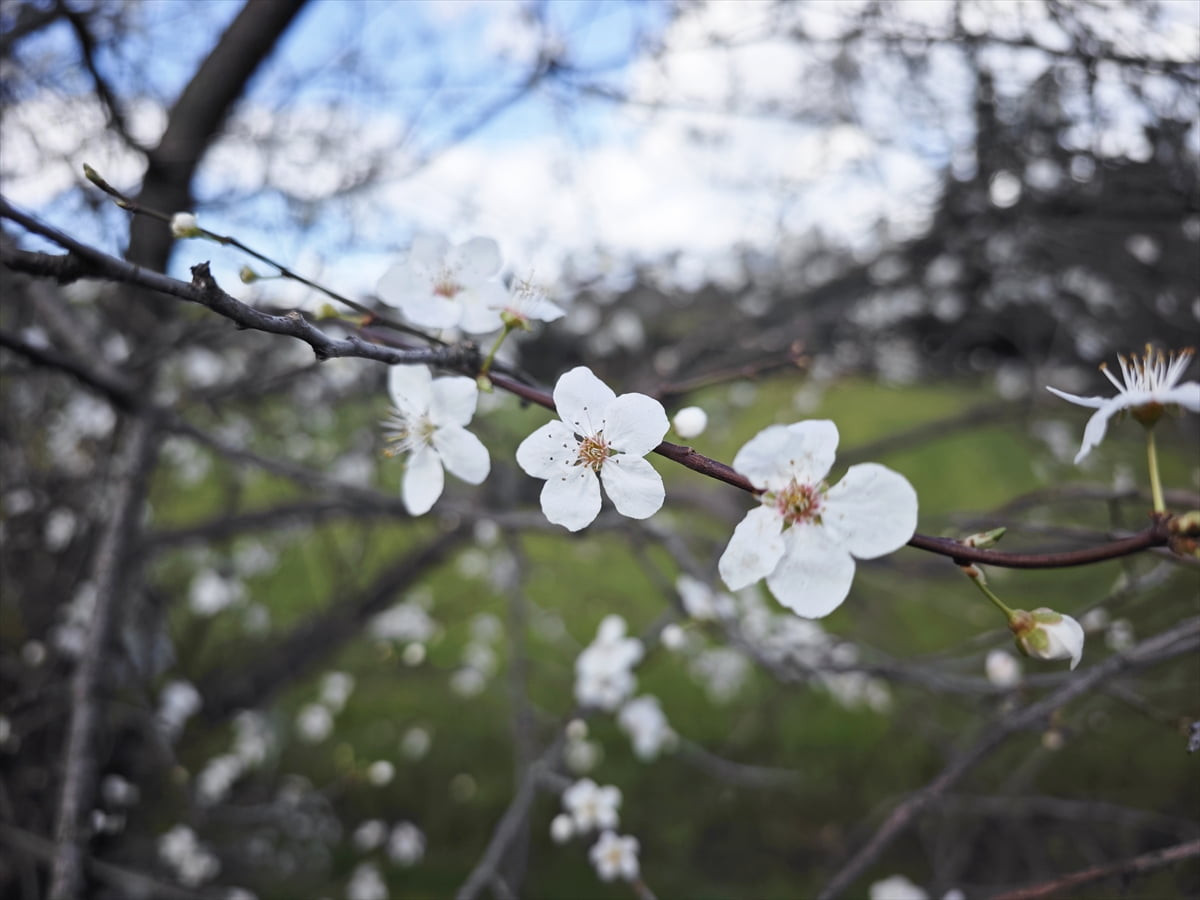 Samsun'un Yakakent ilçesinde hava sıcaklıklarının mevsim normallerinin üzerine çıkmasıyla erik...