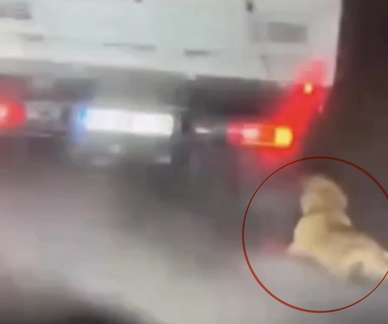 SAMSUN’DA SOSYAL MEDYADA PAYLAŞILAN GÖRÜNTÜLERDE KÖPEĞİN KAMYONETİN ARKASINDA SÜRÜKLENDİĞİNİN...