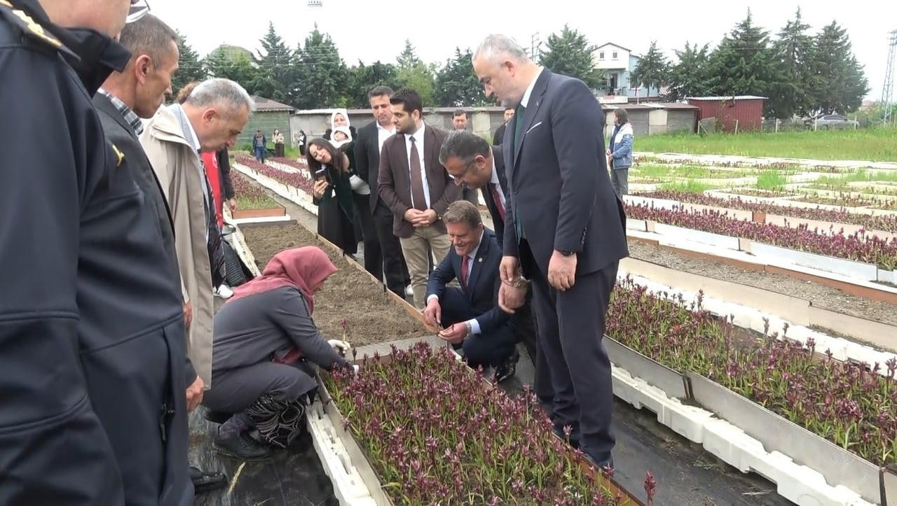 SAMSUN’UN 19 MAYIS İLÇESİNDE BU YIL 4’ÜNCÜSÜ DÜZENLENEN SALEP HASAT ETKİNLİĞİ YOĞUN KATILIMLA...