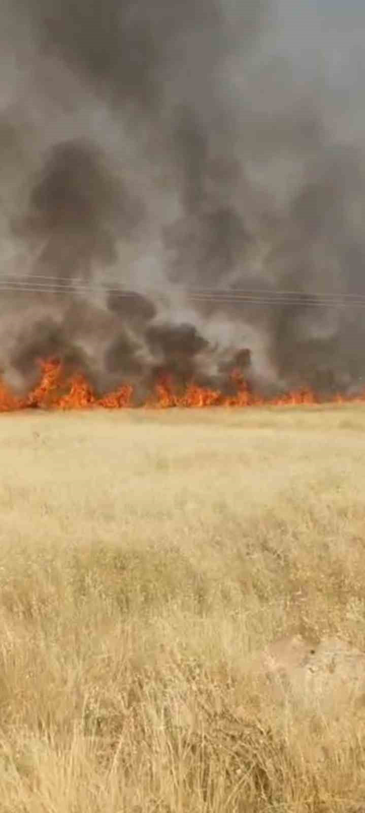ŞANLIURFA'DA 45 DÖNÜM BUĞDAY EKİLİ ALAN YANDI