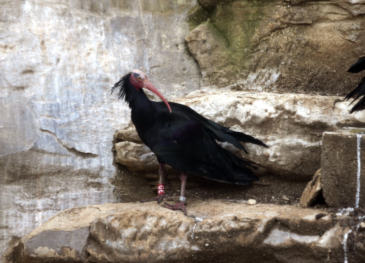Şanlıurfa'nın Birecik ilçesindeki Kelaynak Üreme İstasyonu'nda nesli tükenme tehlikesi altında...