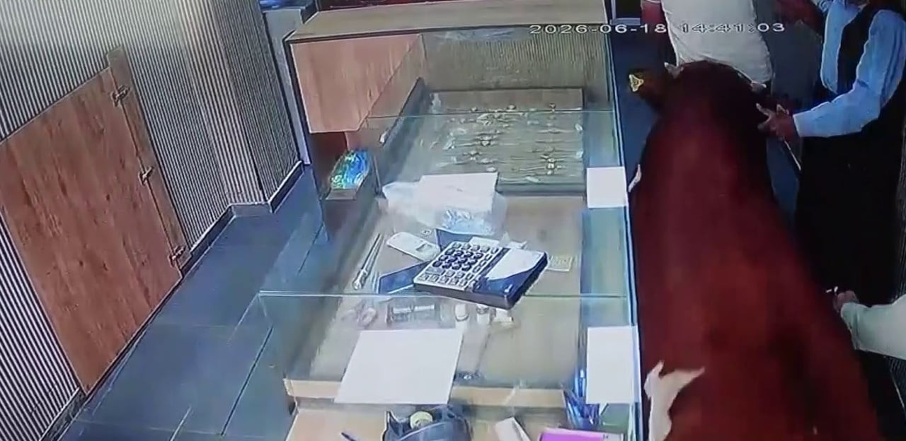 ŞANLIURFA'NIN SİVEREK İLÇESİNDE SAHİBİNİN ELİNDEN KAÇAN BİR DANA, GİRDİĞİ KUYUMCU DÜKKÂNINDA...