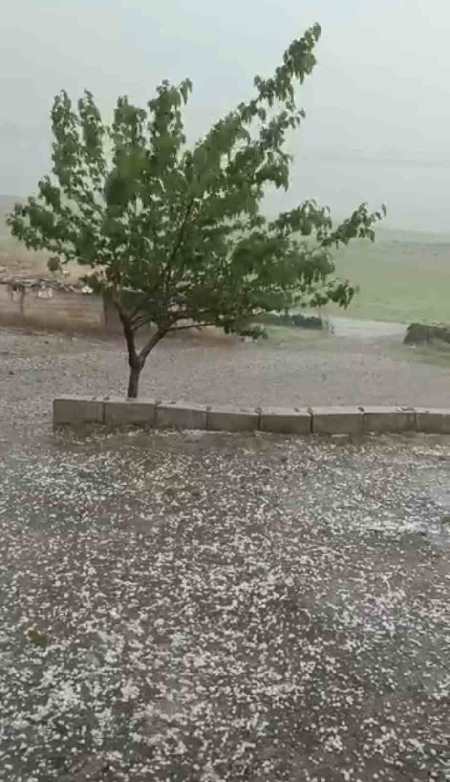 ŞANLIURFA’NIN SİVEREK İLÇESİNDE ETKİLİ OLAN SAĞANAK YAĞIŞIN ARDINDAN CEVİZ BÜYÜKLÜĞÜNDE DOLU...