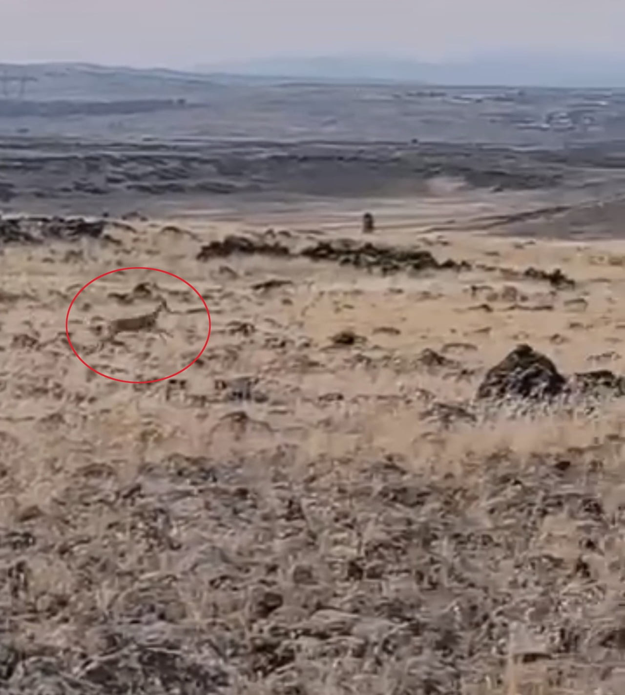 ŞANLIURFA’NIN SİVEREK İLÇESİNDE NESLİ TÜKENME TEHLİKESİ ALTINDA BULUNAN VE KORUMA ALTINDA OLAN...