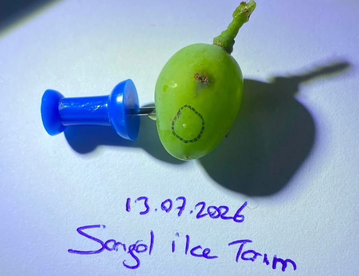 SARIGÖL OVASI'NDAKİ ÜZÜM ÜRETİCİLERİ, SALKIM GÜVESİNİN 3. NESLİNE KARŞI OVOSİT (YUMURTA)...